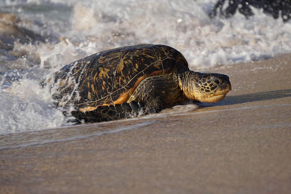 Turtle Coming Ashore | Shutterbug